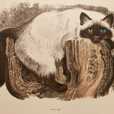 Kuhn duotone primt Himalayan cat hand colored