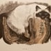 Kuhn duotone primt Himalayan cat hand colored