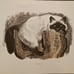 Kuhn duotone primt Himalayan cat hand colored
