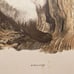 Kuhn duotone primt Himalayan cat hand colored
