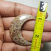 Fossil Coral Moon Shape-MSL-11