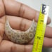Fossil Coral Moon Shape-MSL-11