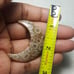 Fossil Coral Moon Shape-MSL-11