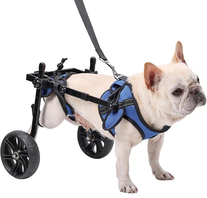 Dog Wheelchair for Back Legs with All-Terrain Tires, S
