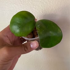 Rare * Hoya cv. Magik