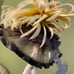 Minasoko no Alice figurine -Original Illustration Toka Kairo