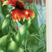 NEW Johanna Axelrod Watercolor Print Indian Blanket Flower 10.5 x14.5 Signed