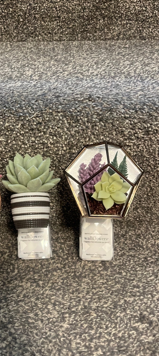 Succulent wallflower plug ins