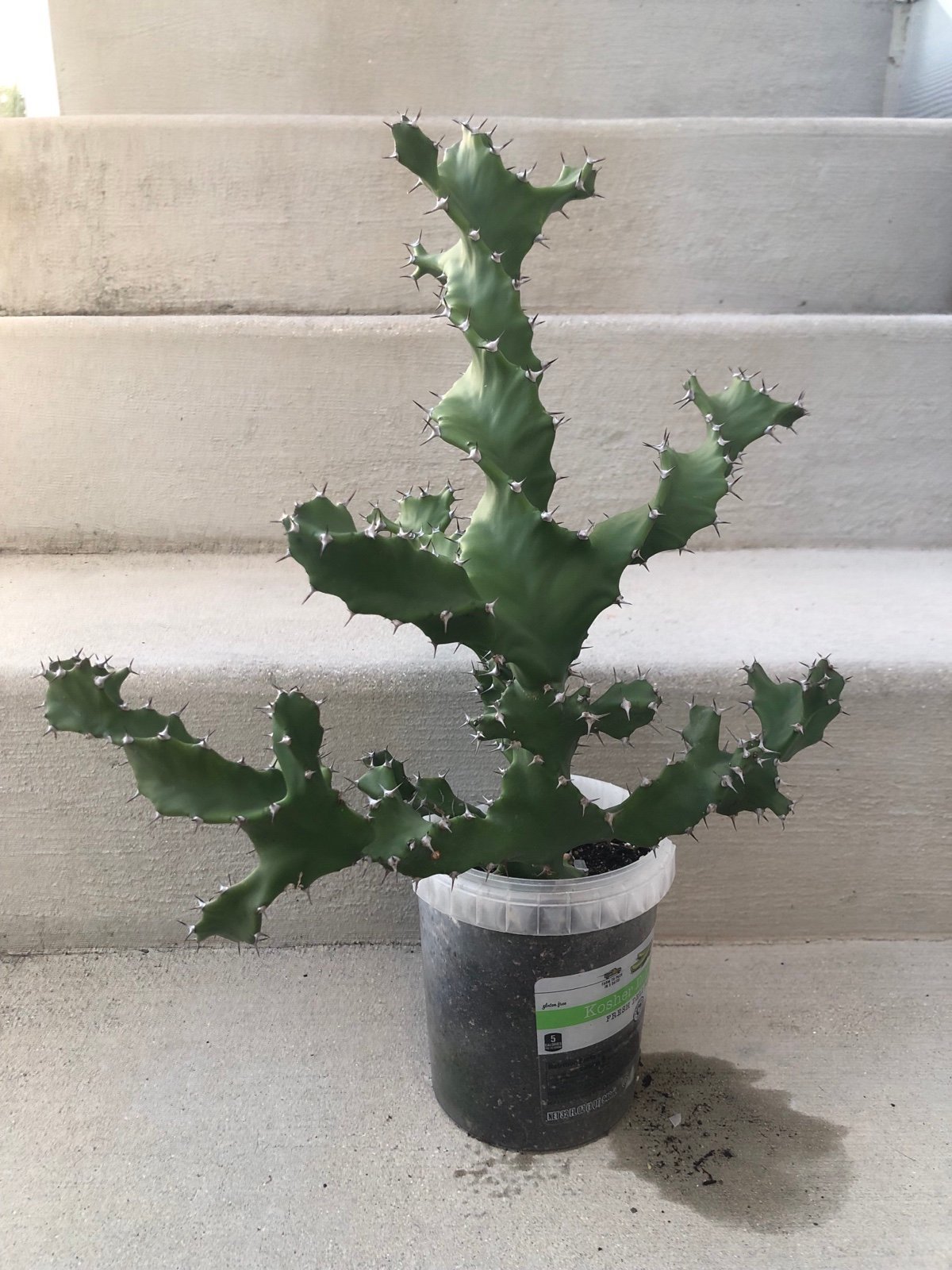 Large Euphorbia Spirallis Tortillus Cactus