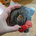 RARE non repro hello kitty chocolate donut squishy