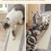 cat tree tower