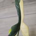 Philodendron Bipennifolium Variegated