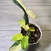 Philodendron Bipennifolium Variegated