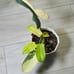 Philodendron Bipennifolium Variegated