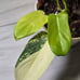 Philodendron Bipennifolium Variegated
