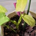 Philodendron Bipennifolium Variegated