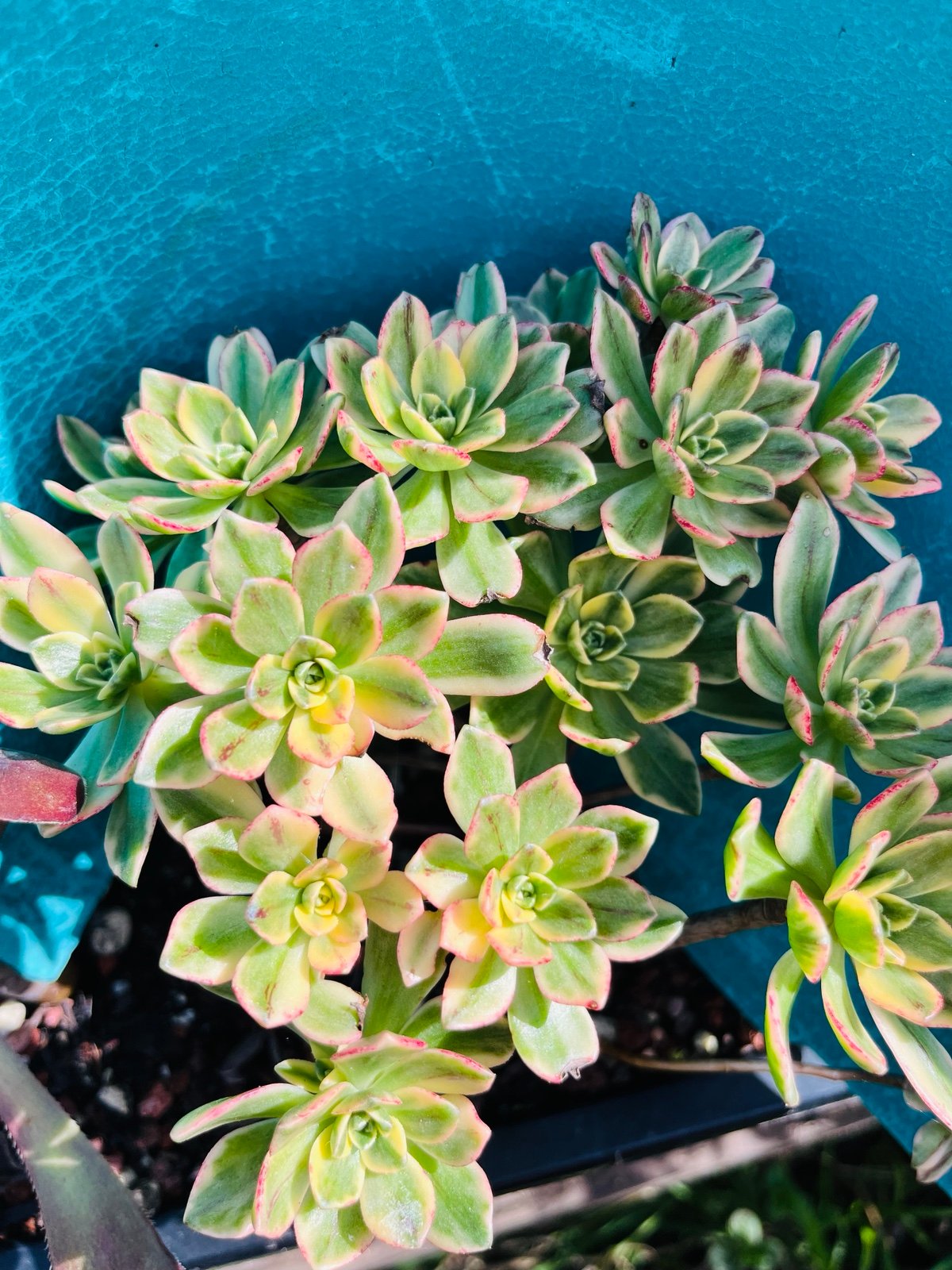 Rare Aeonium Sweet Tea/ Green Tea, Variegated cluster, 18 heads/live rooted
