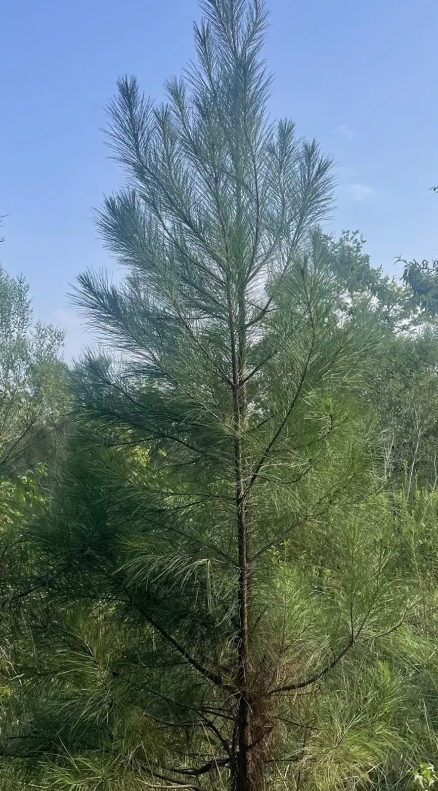 Live! Eastern Red Pine Tree 32”-36” Bare Root