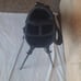 Wilson ultra mini golf bag 38 inch black and gray