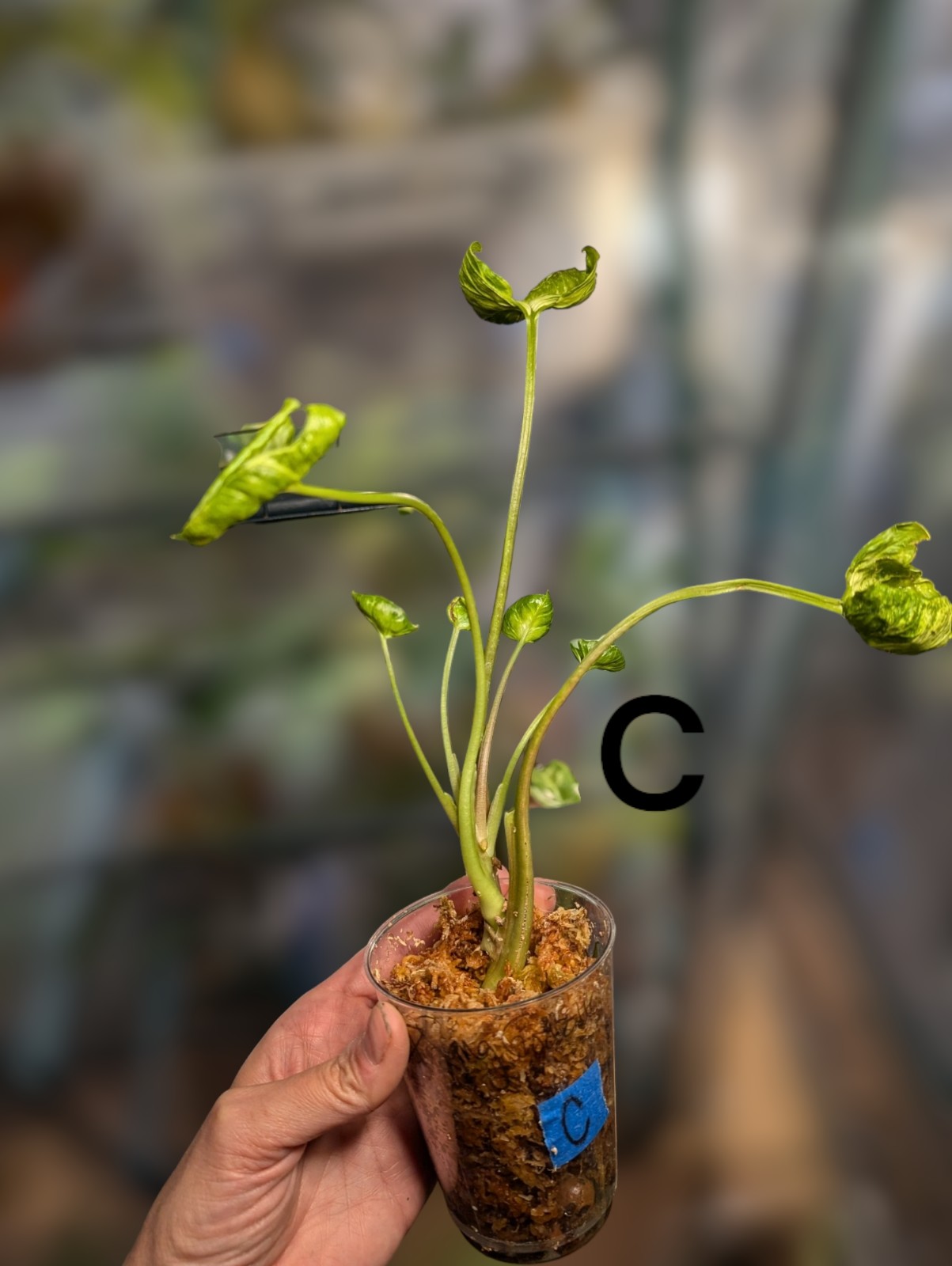Syngonium Godzilla