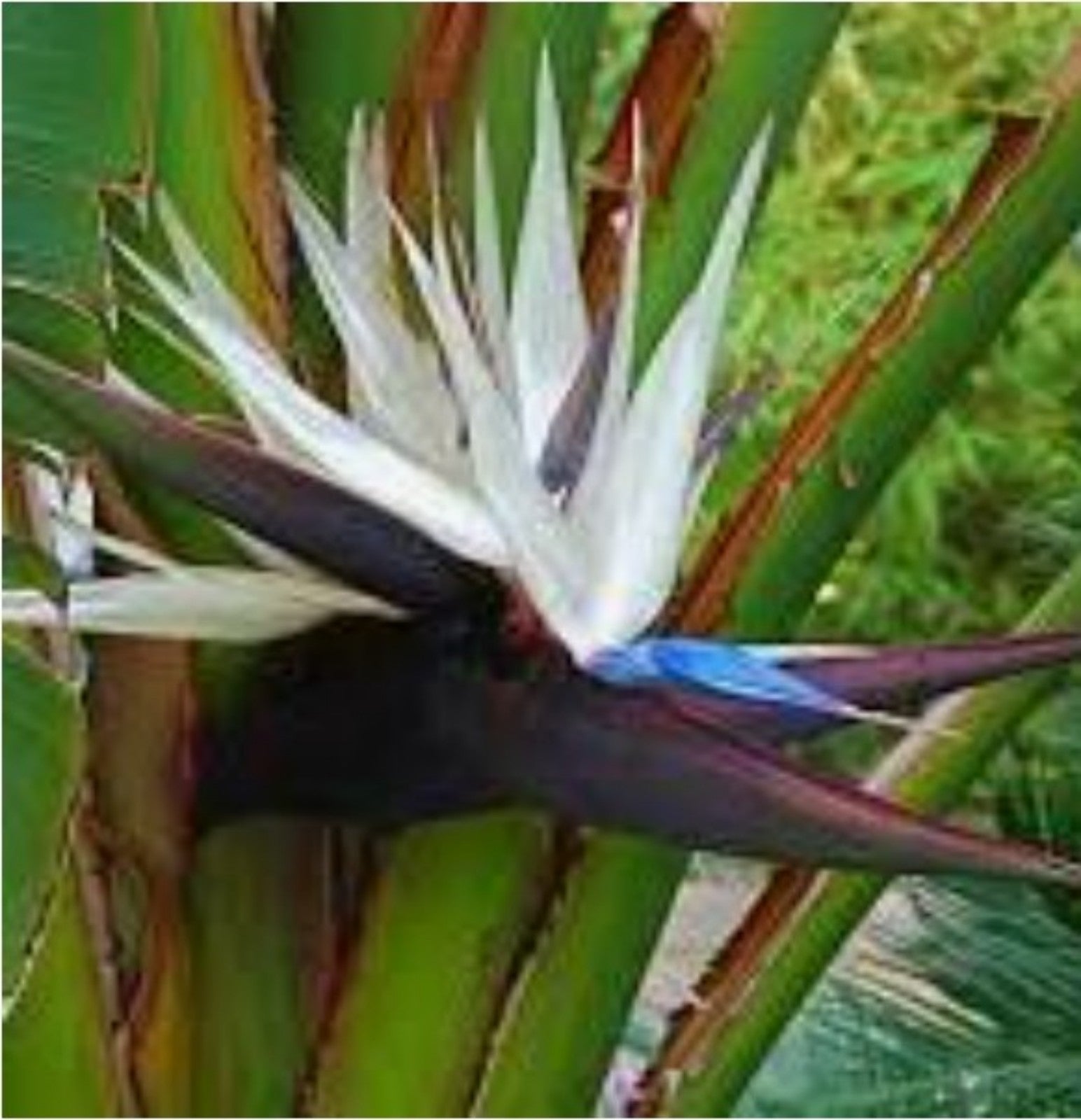 White bird of Paridise live plant