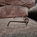 MICHAEL KORS MK 4025 SADIE IV 3005 POLISED BLACK GOLD 51-16-135 FLEX 9701