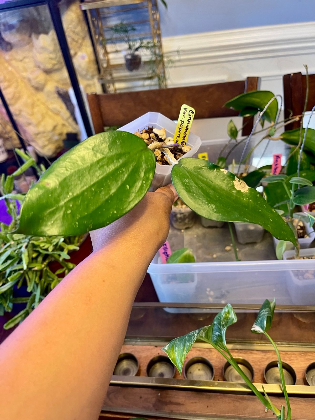 hoya cinnamomifolia var purpureofusca