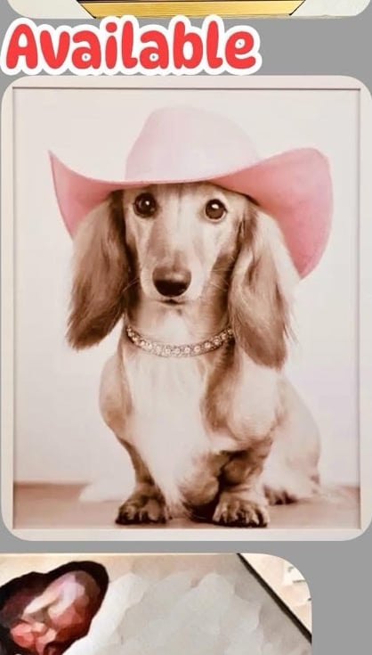Cream longhair Dachshund with Pink Cowboy hat