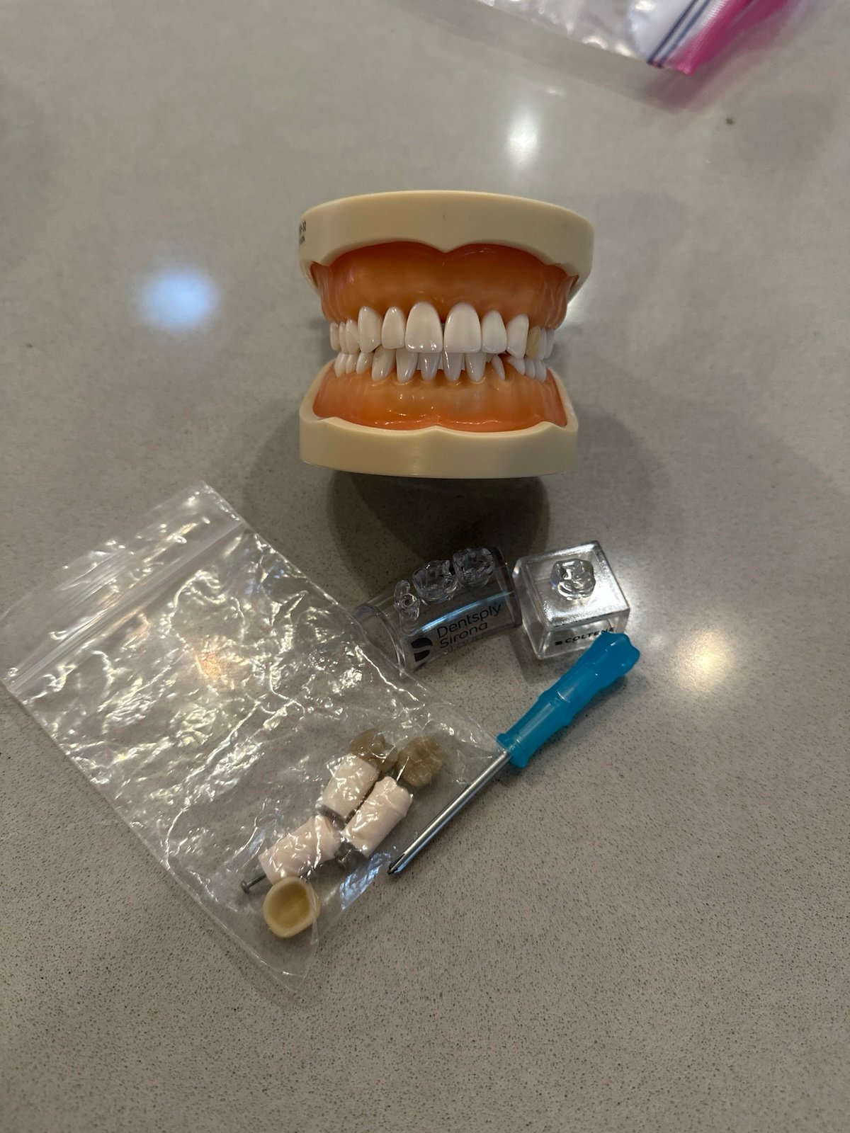 RDAEF2 Typodont. FREE SHIPPING