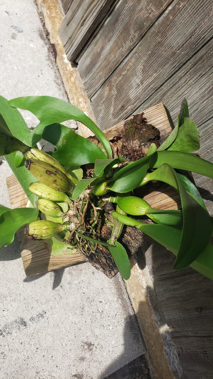 Live orchid/Staghorn combo mounted on wood