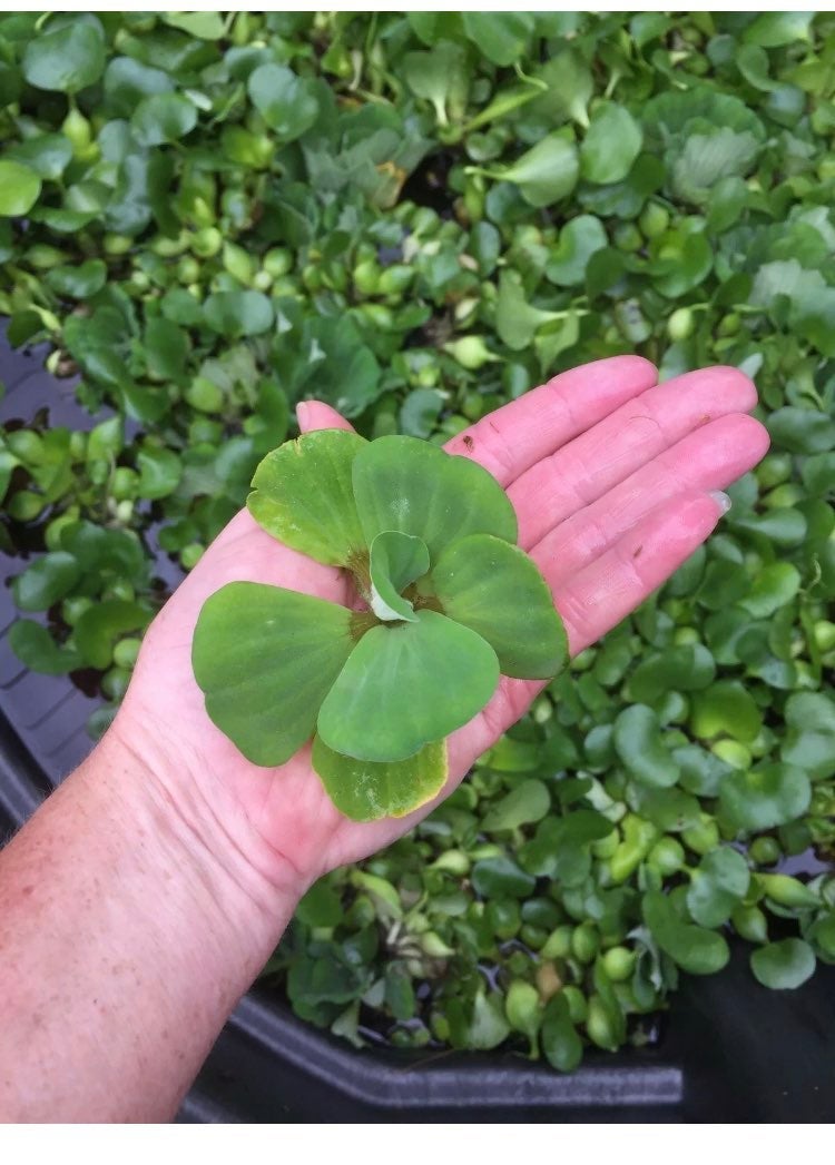 (15) Water Lettuce Koi Pond Floating Pla