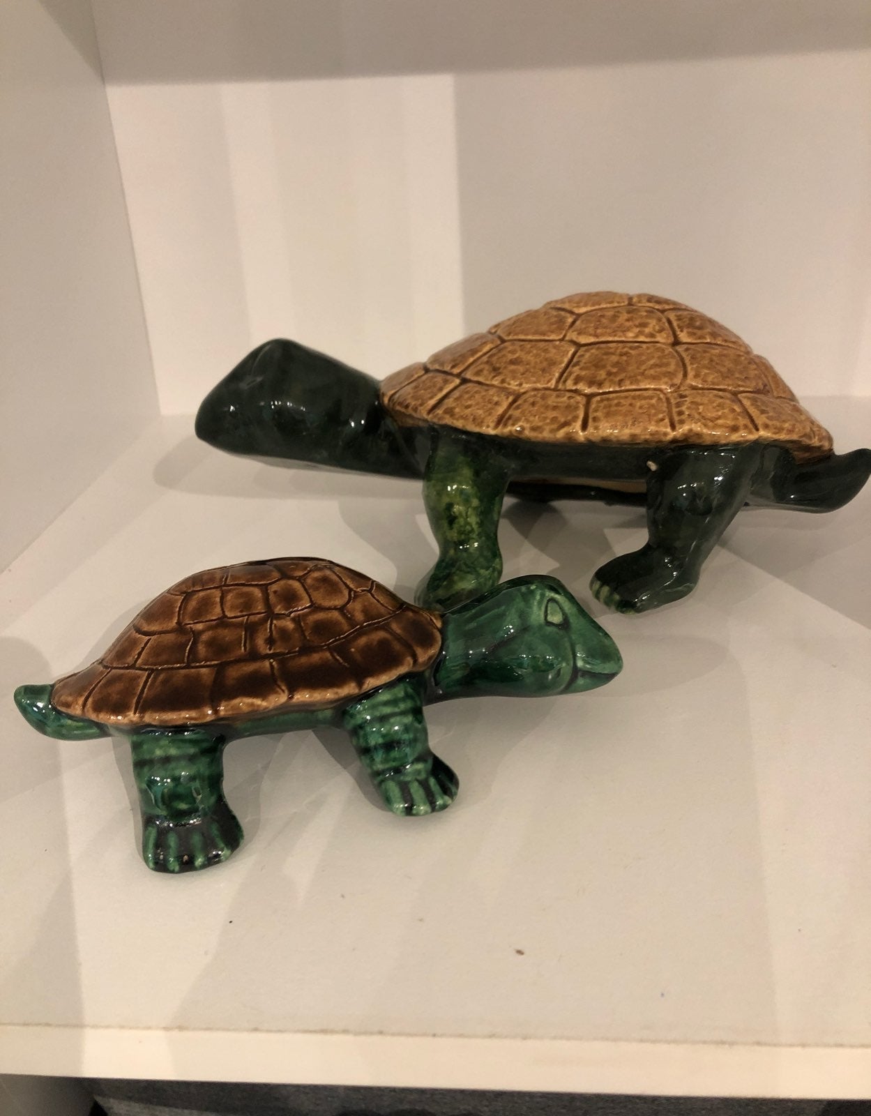 1st Time EVER - Lazy Turtles❤️❤️