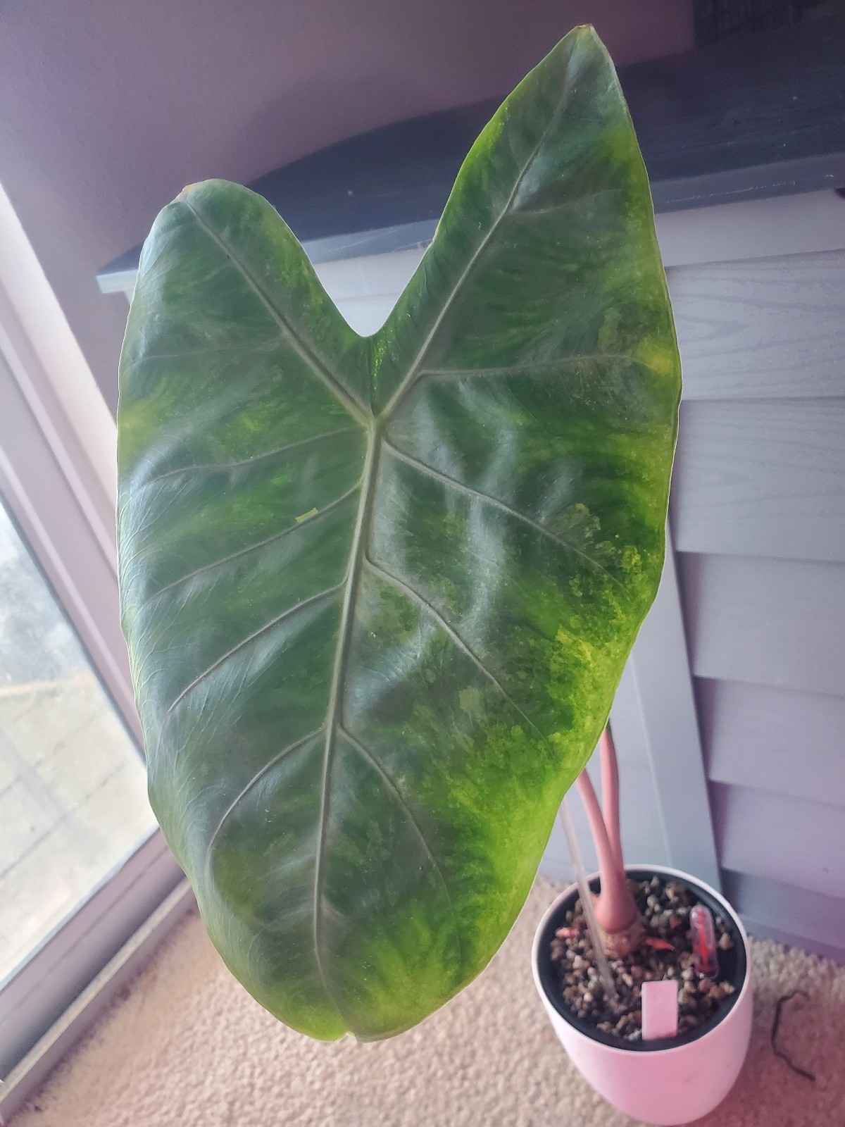 Adult Alocasia Pink Dragon Aurea Verigated w/ 2 visible corms attached