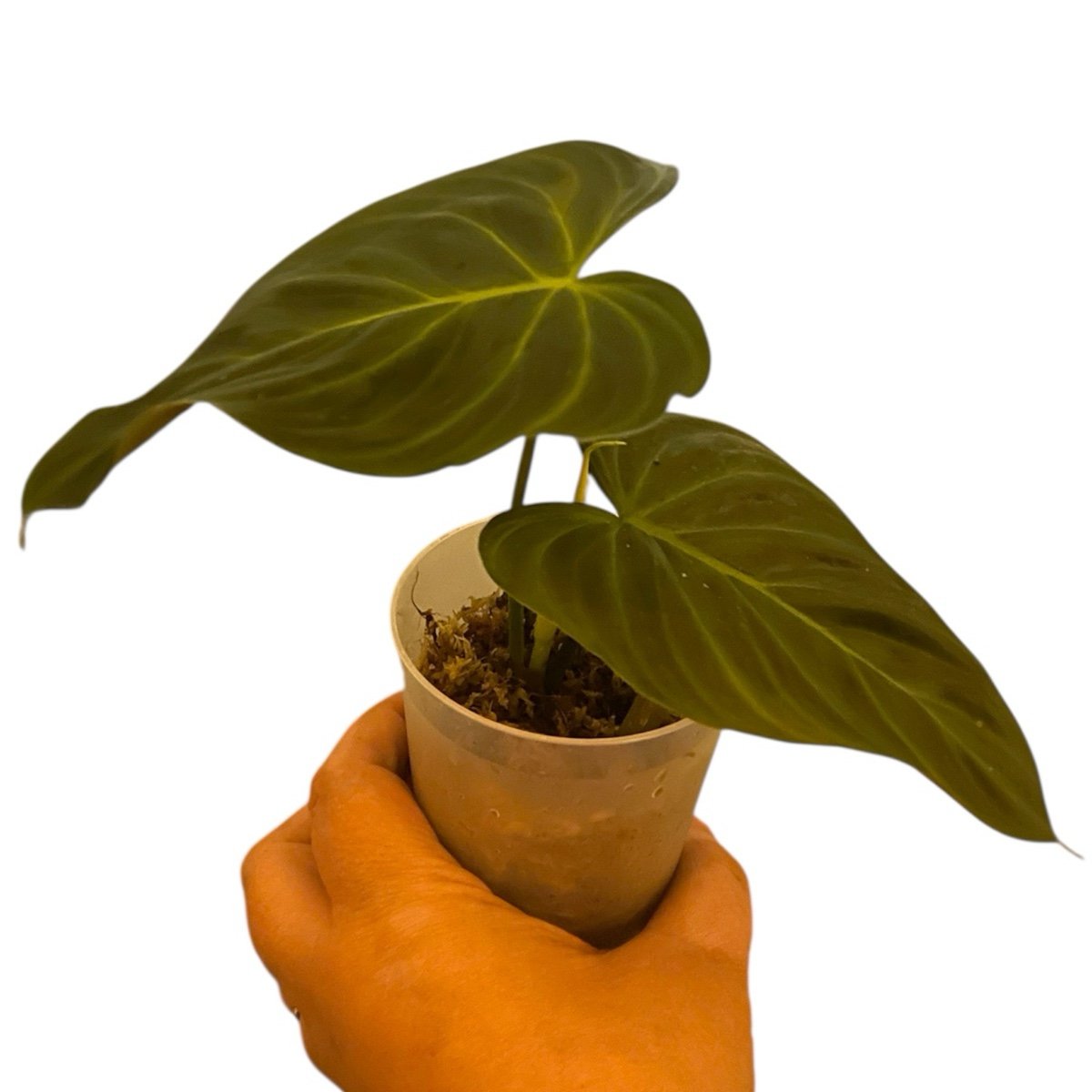 Philodendron splendid (melanochrysum x verrucosum) rooted in 3” cup