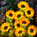 3 Pack 9 Sunflower Waterproof Solar Outdoor auto on off Lights