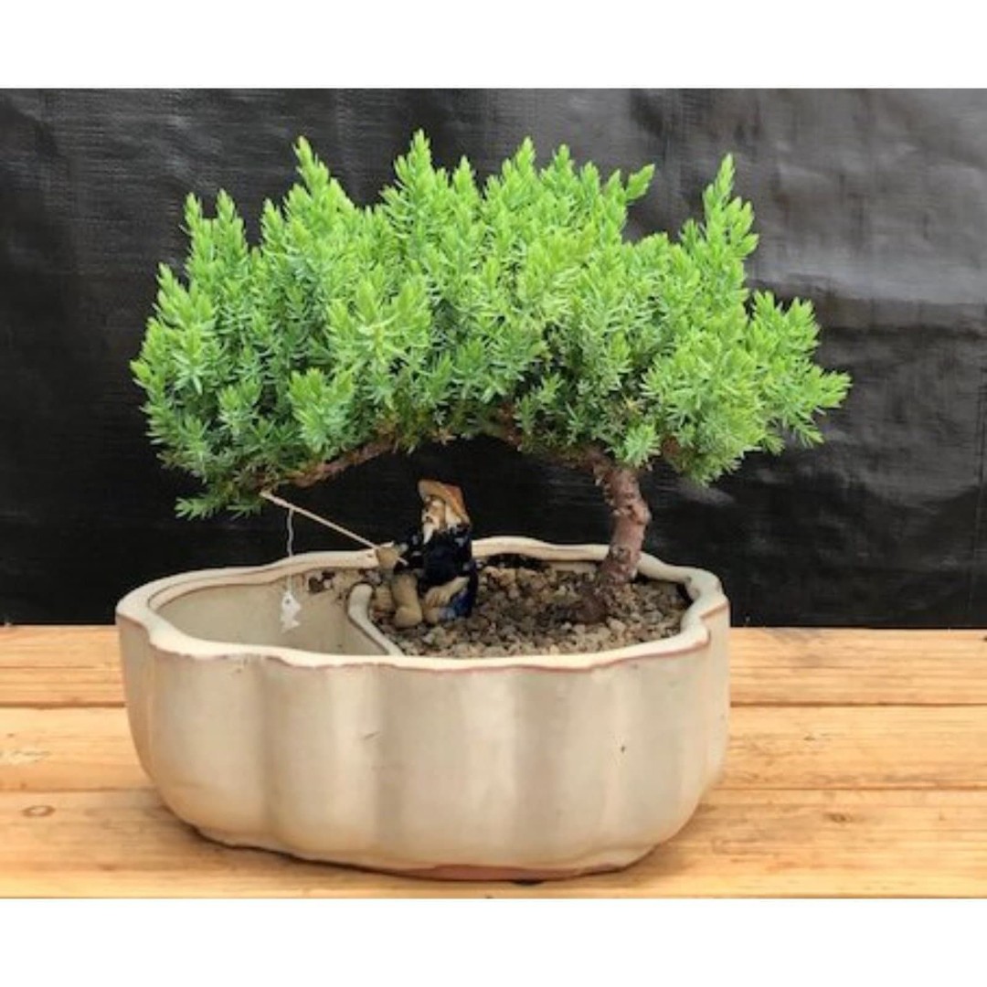 Juniper Bonsai Tree Land/Water Pot with Scalloped Edges