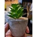 SPEPLA Succulents Plants Artificial 4 Pack, Mini Fake Succulents in Pots
