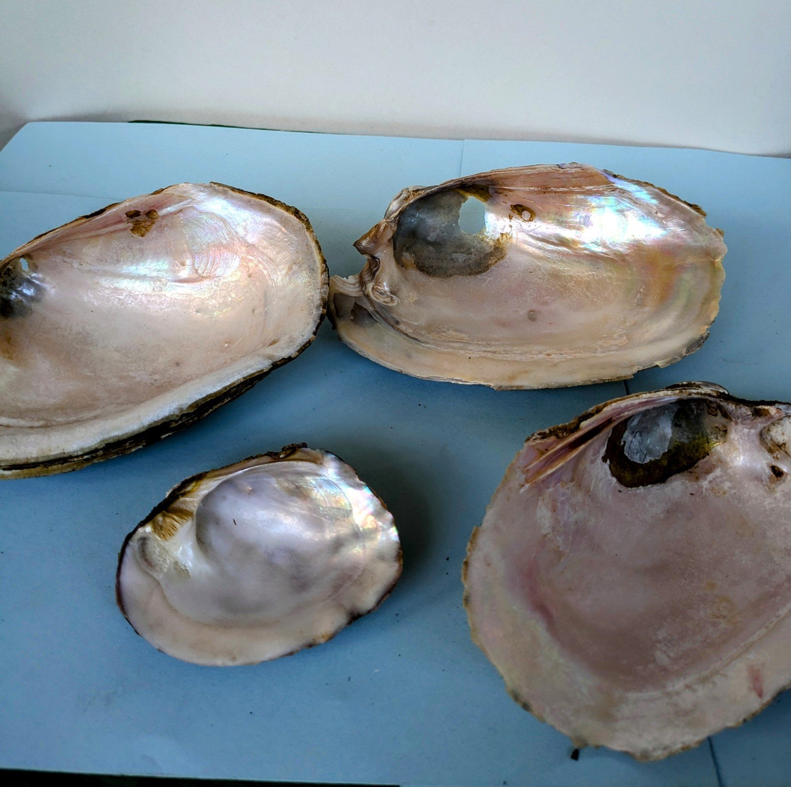 Pink Mussel Shell Bundle 6 Shells