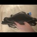 Coach Black Leather Shoulder Bag