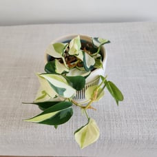 Large philodendron gabby