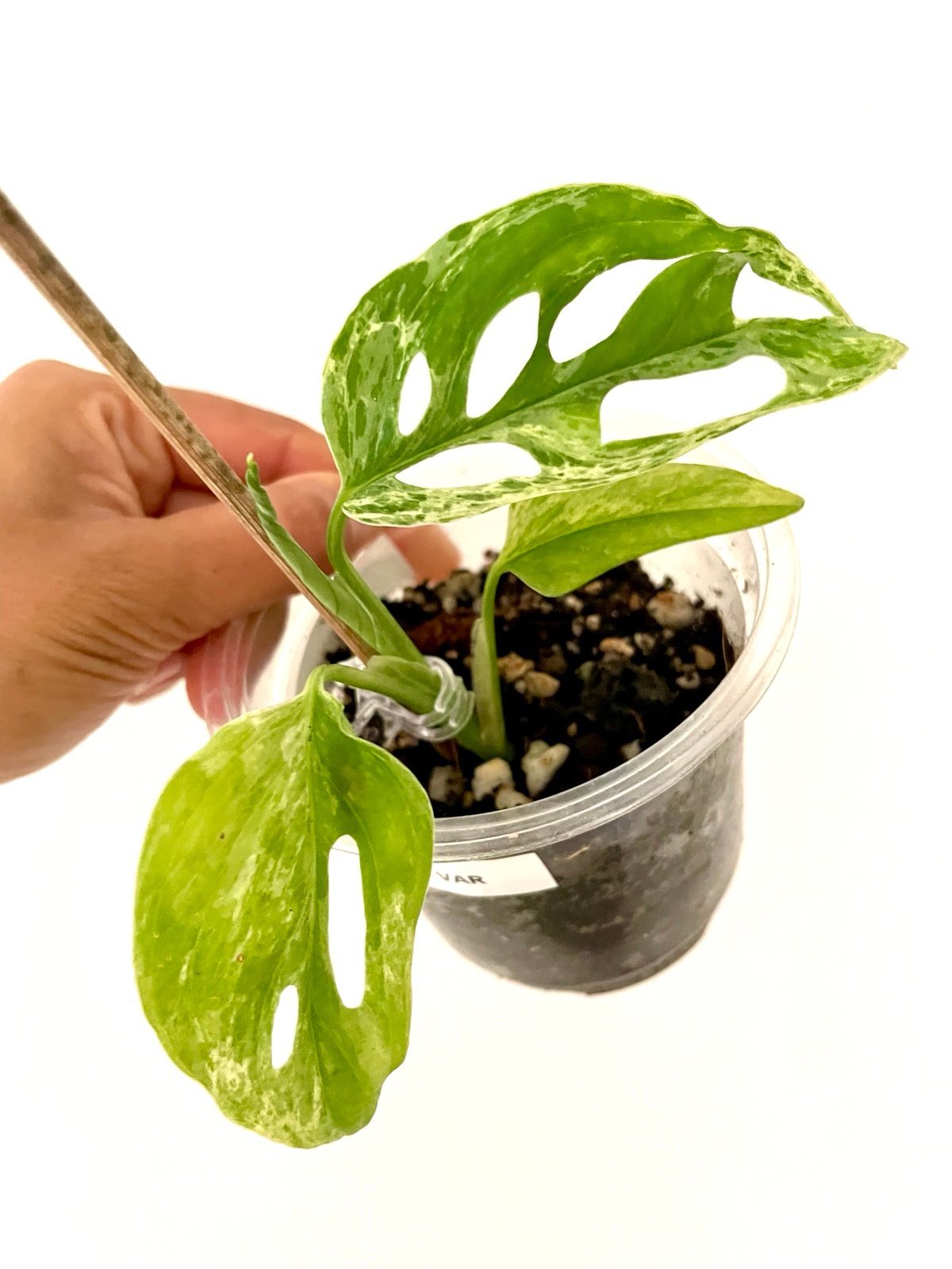 Rare Mint marbled monstera Laniata variegated plant