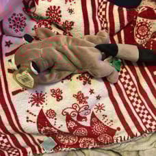 Beanie babies