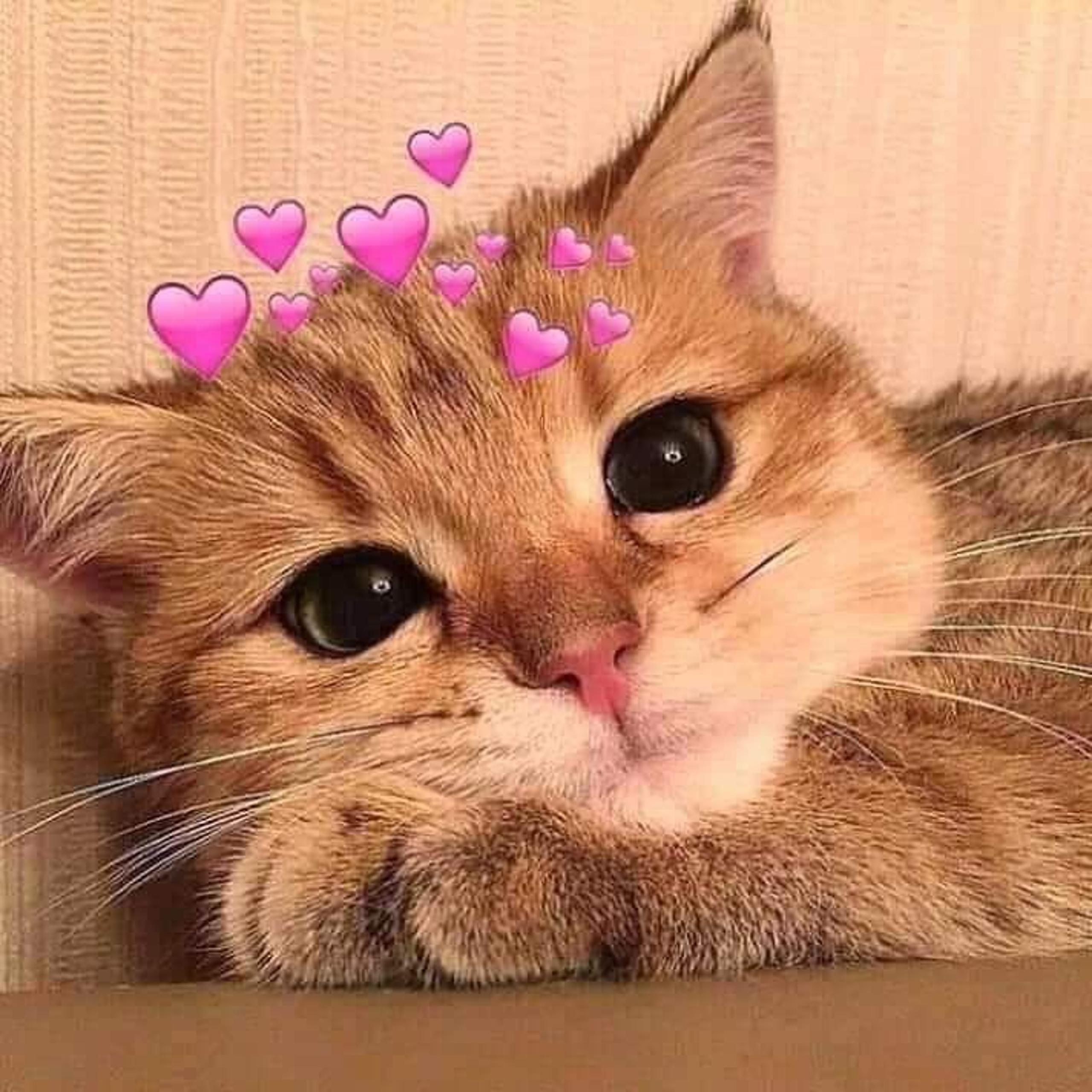 A cat pic