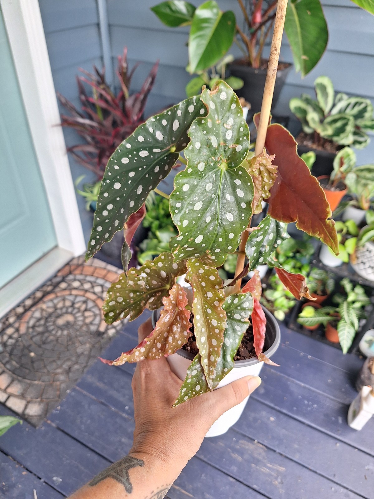Spotted begonia