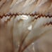 Murano Glass shell