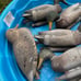 Hunting Ducks Decoys