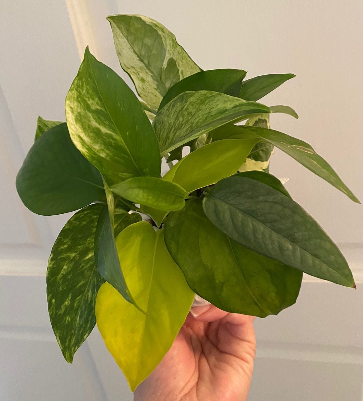 Custom Bundle of House Plant Cuttings - You Choose