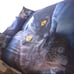 3pc queen size duvet cover black cat