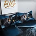 3pc queen size duvet cover black cat