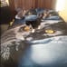 3pc queen size duvet cover black cat